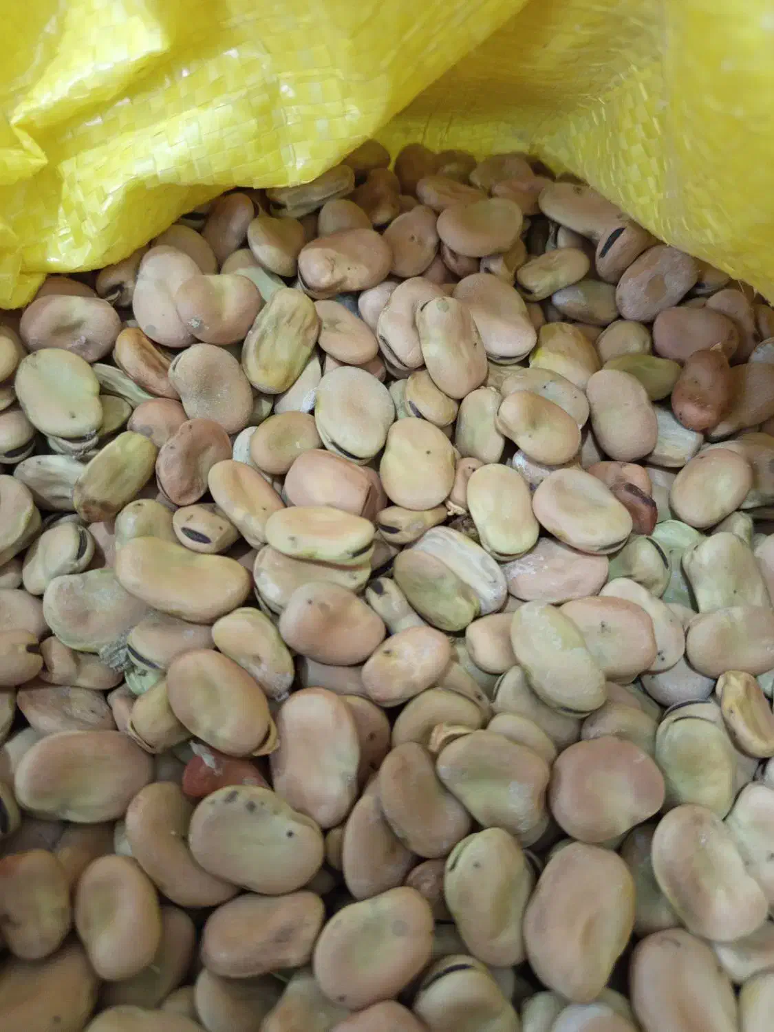 باقله بذری|خدمات باغبانی و درختکاری|بهبهان, |دیوار