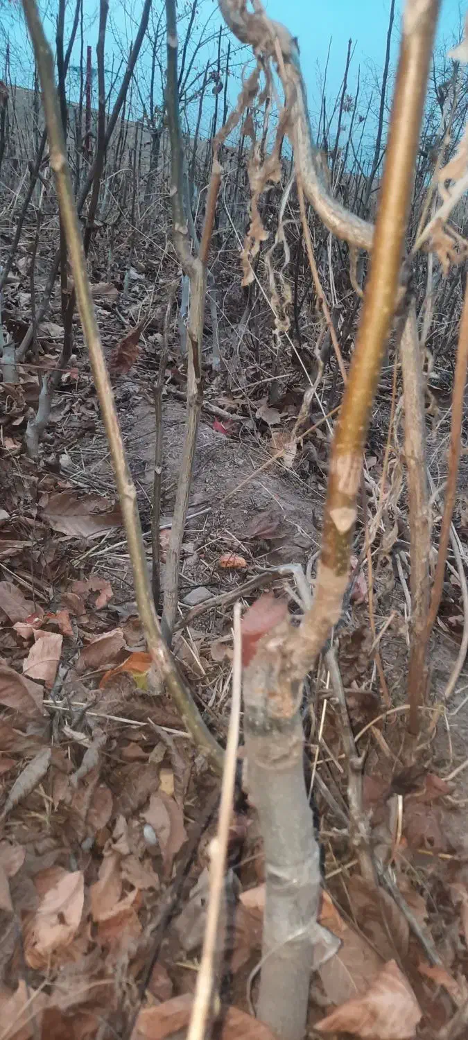 نهال گردو|خدمات باغبانی و درختکاری|مشگین شهر, |دیوار