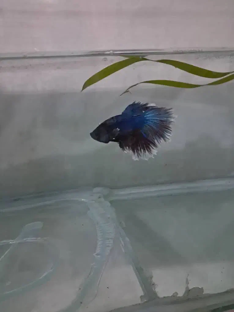 ماهی  زبرا و فایتر|ماهی|تهران, امام خمینی|دیوار