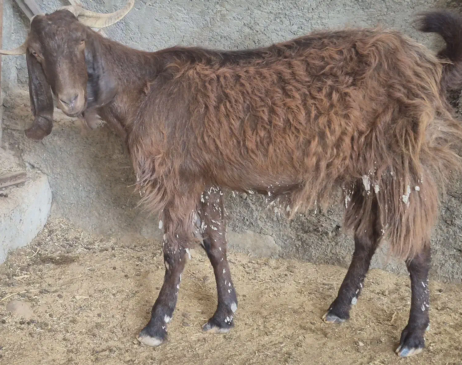 بز،تعدادی بز داشتی درجه یک آبستن کهره دارچغل|حیوانات مزرعه|وحدتیه, |دیوار