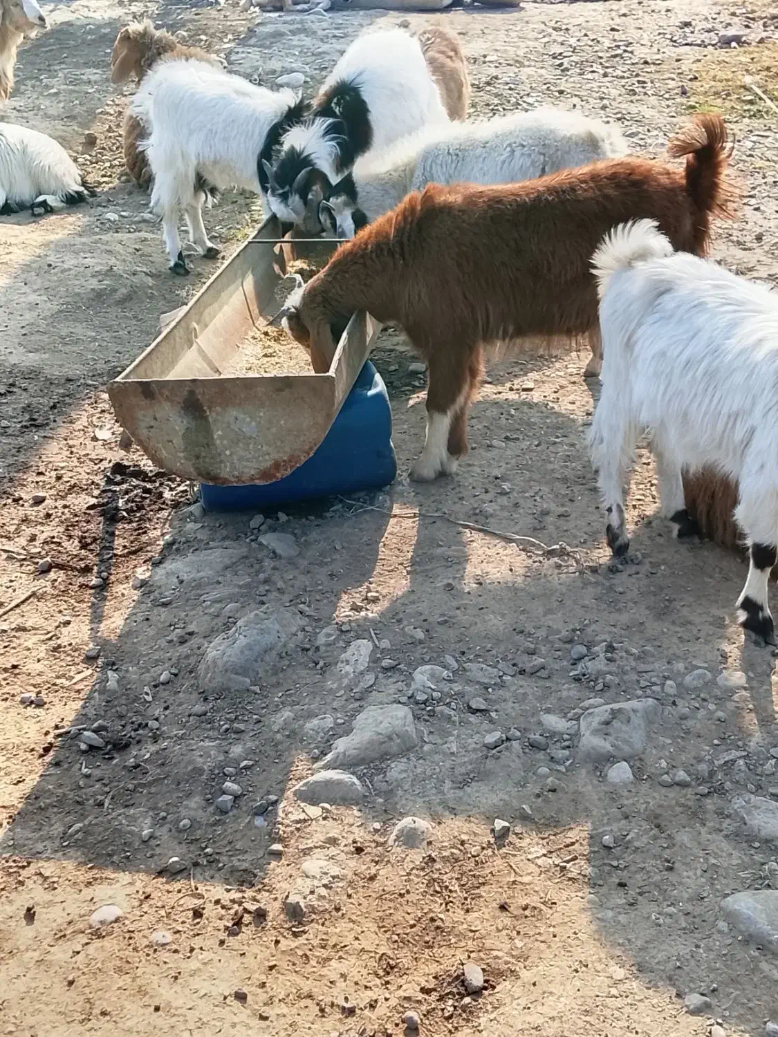 بزغاله چاق سالم|حیوانات مزرعه|علی‌آباد کتول, |دیوار