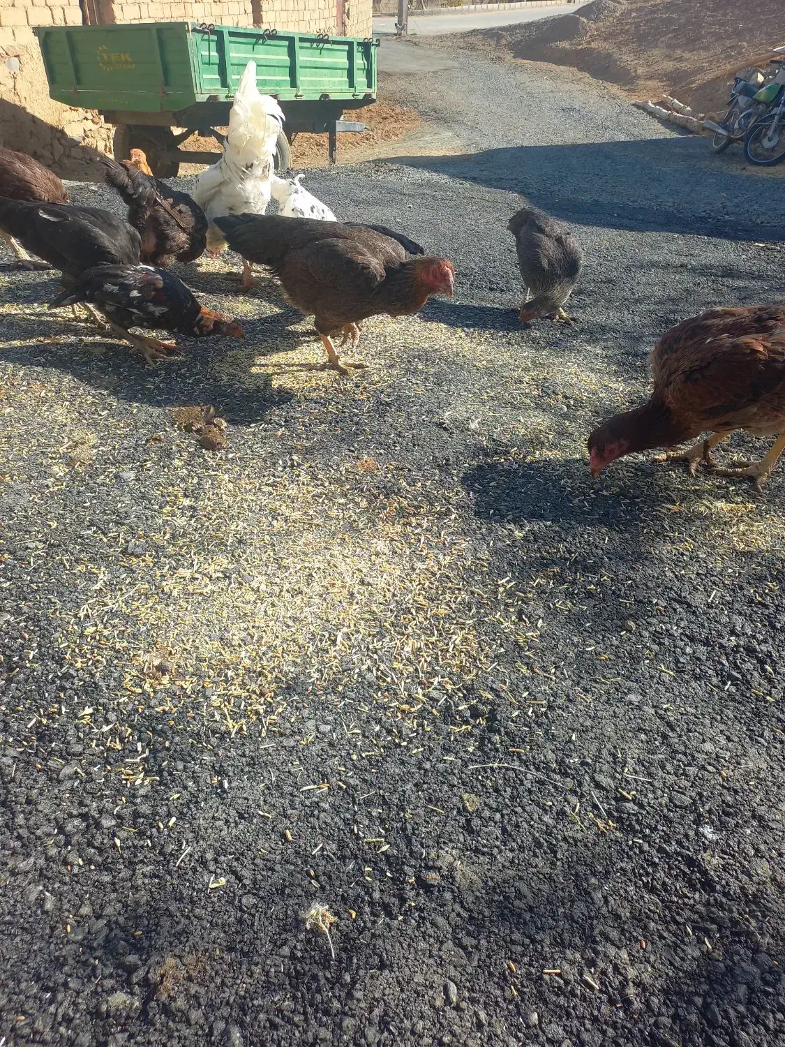 مرغ لاری ودورگه گلین|حیوانات مزرعه|حسین آباد, |دیوار