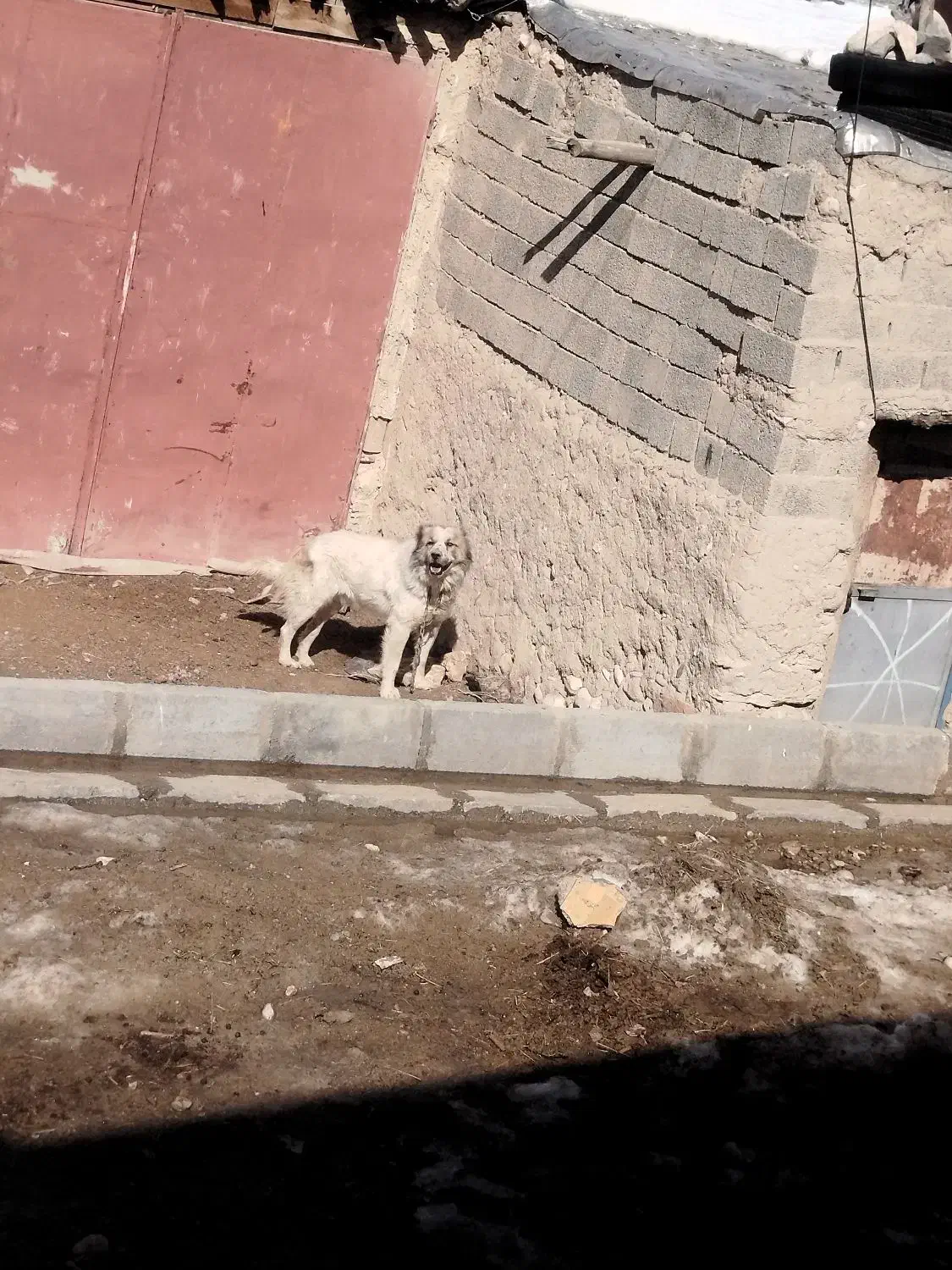 سگ گله ی|سگ|کرفتو, |دیوار