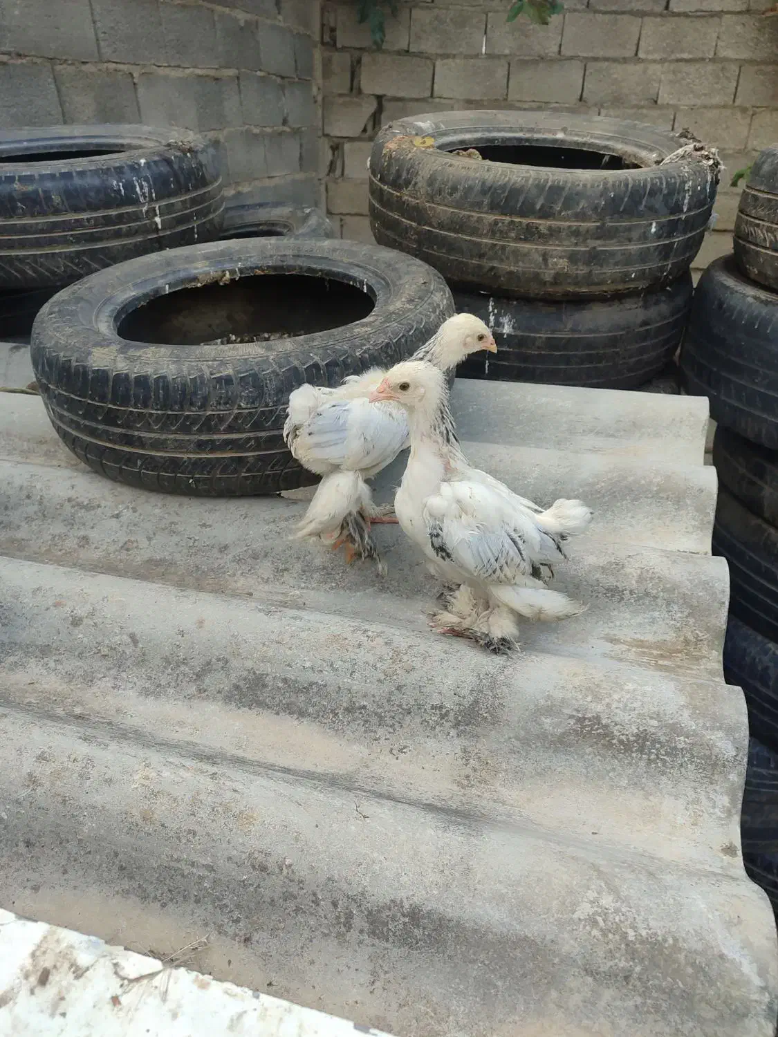 جوجه ابریشمی و برهما|حیوانات مزرعه|رامیان, |دیوار