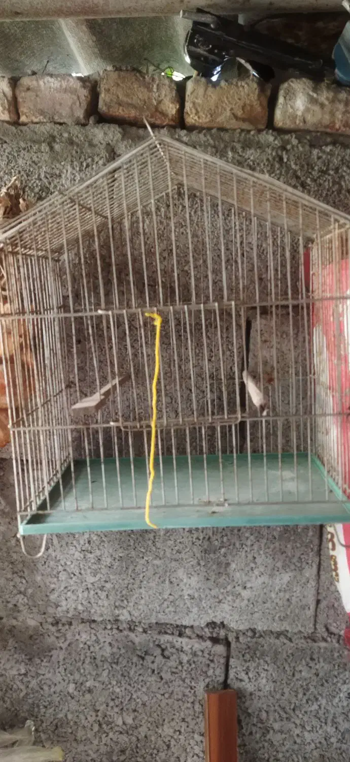 قفس پرنده|لوازم جانبی حیوانات|تنکابن, |دیوار