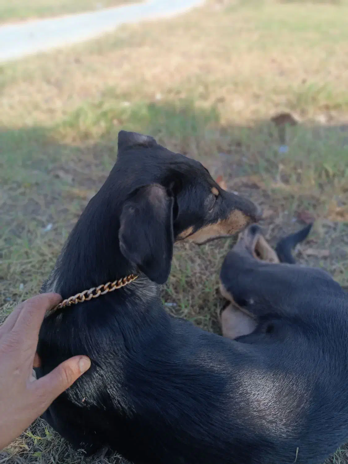 سگ دوبرمن. واگذار|سگ|بندرعباس, |دیوار