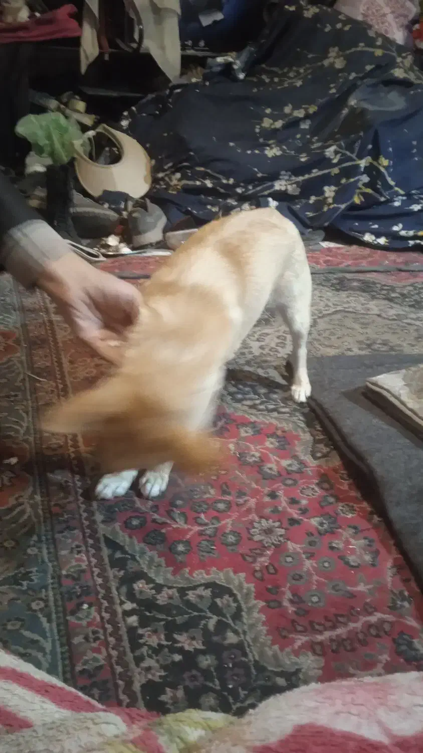 فروش سگ|سگ|مشهد, تلگرد|دیوار