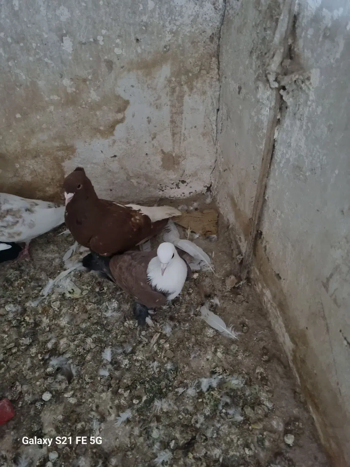 یک جفت صید|پرنده|فاروج, |دیوار