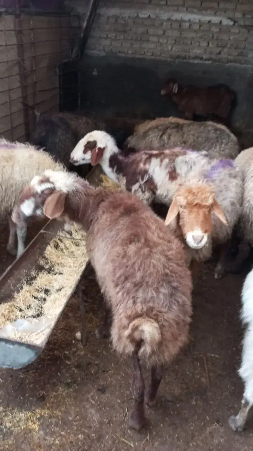 میش و بز|حیوانات مزرعه|مشهد, ویلاشهر|دیوار