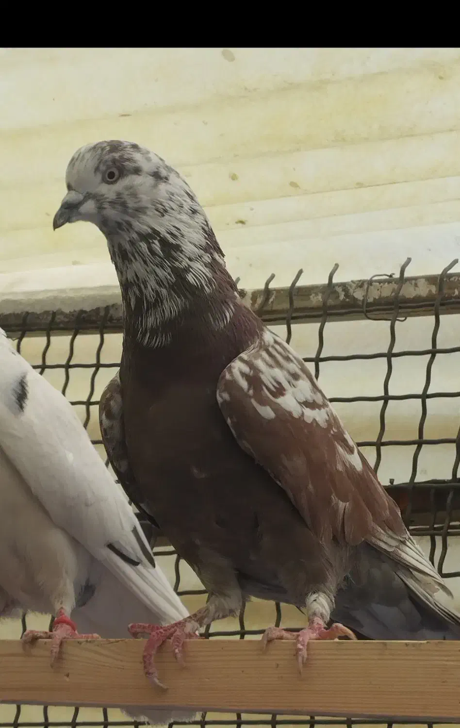 کفتر گرگی وسرخ|پرنده|تهران, شهرک رضویه|دیوار