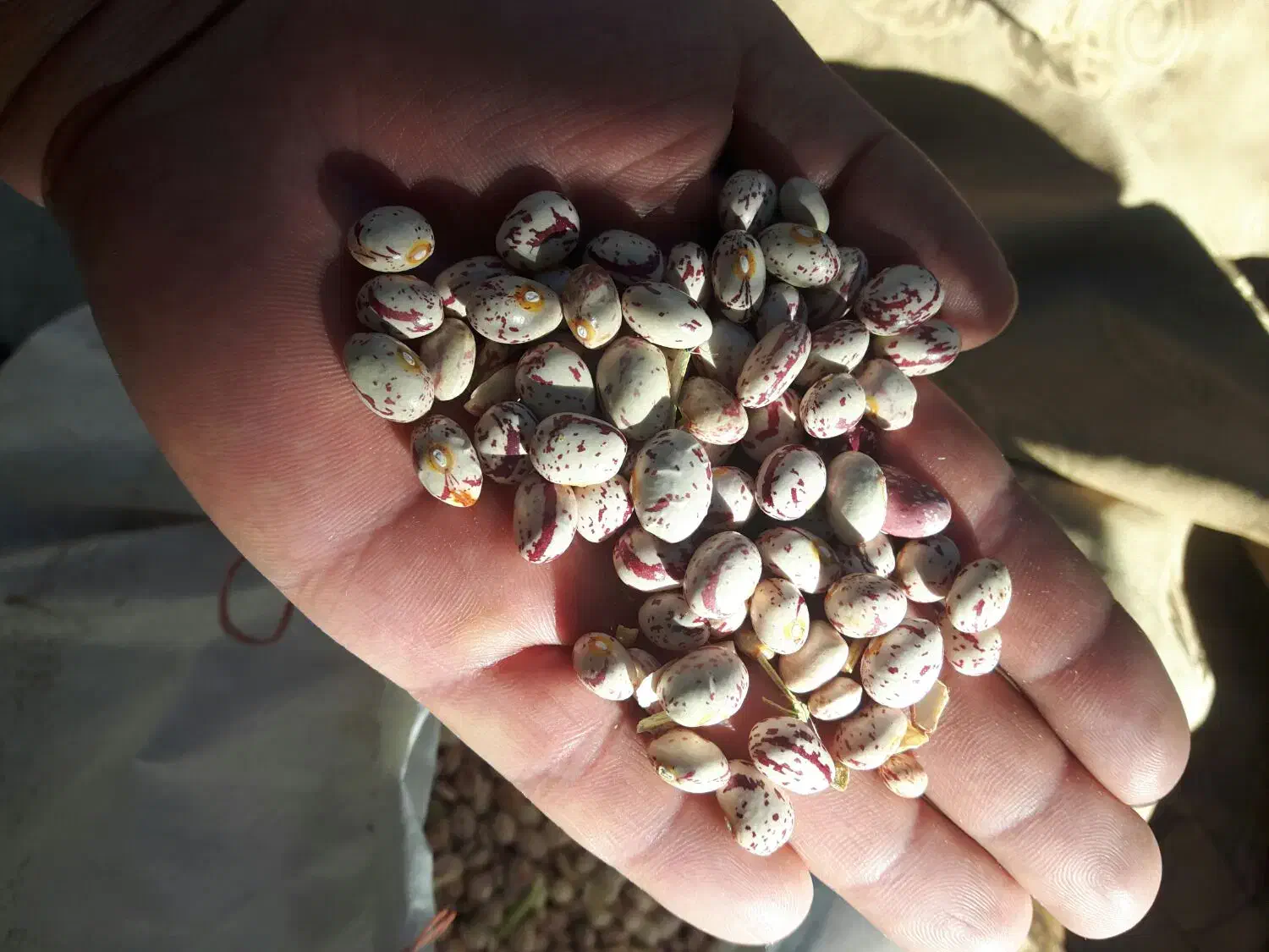 لوبیا چیتی وسفید|خوردنی و آشامیدنی|قره چای, |دیوار