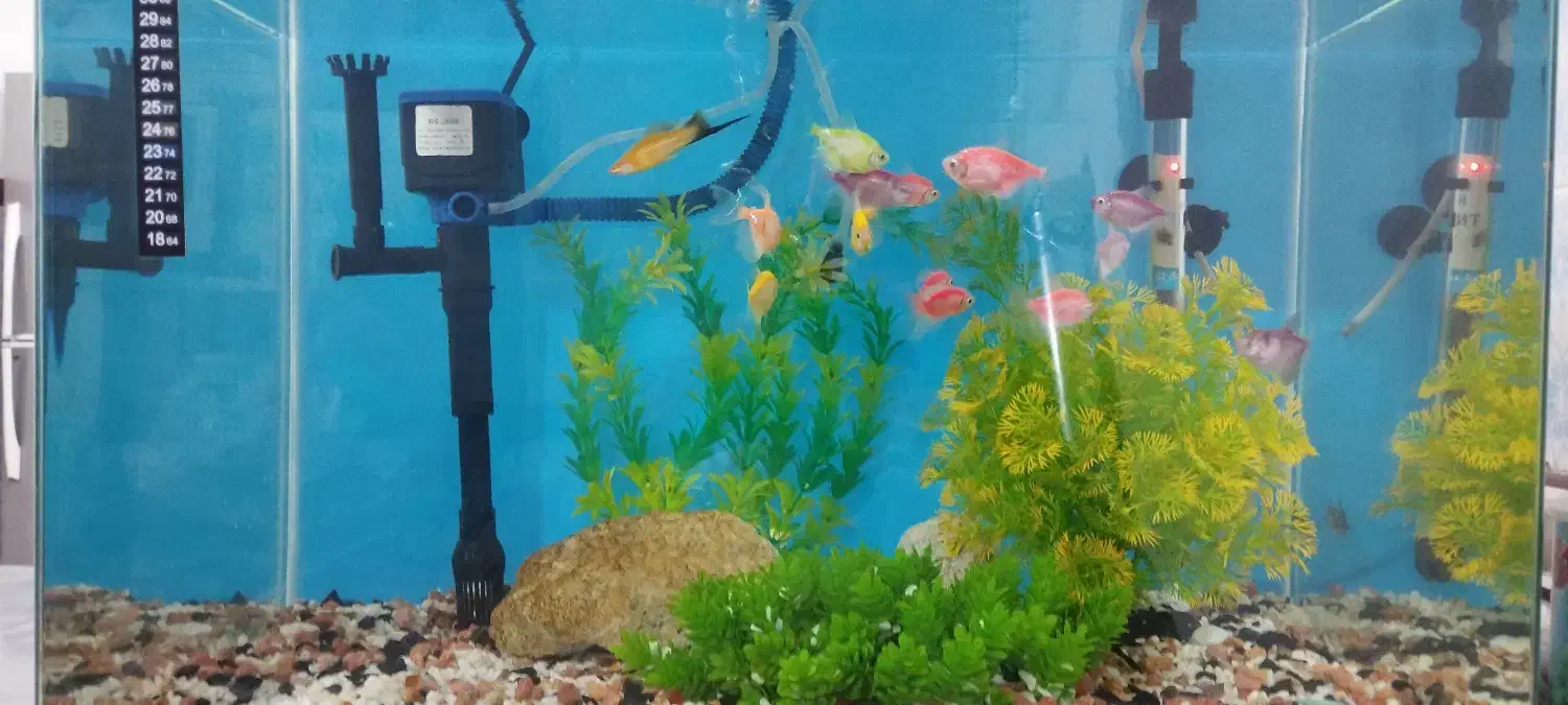 اکواریوم شیشه خم 60سانتی|ماهی|مشگین شهر, |دیوار