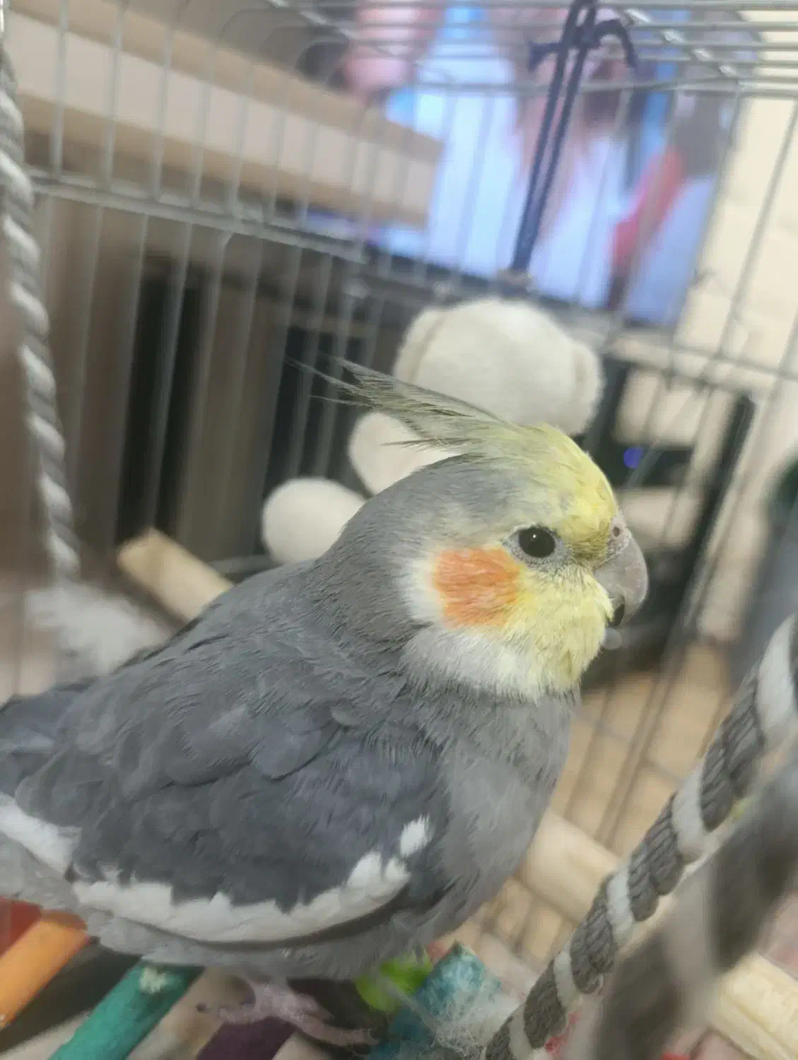 پرنده|پرنده|مشکیندشت, |دیوار