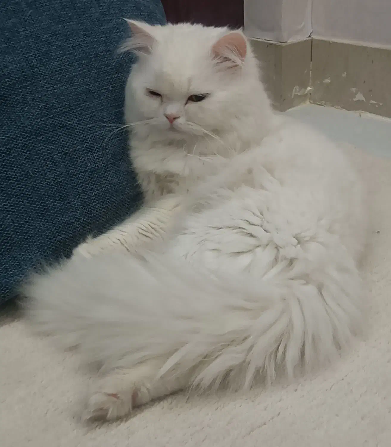 واگذاری گربه چشم دورنگ|گربه|قم, پردیسان|دیوار