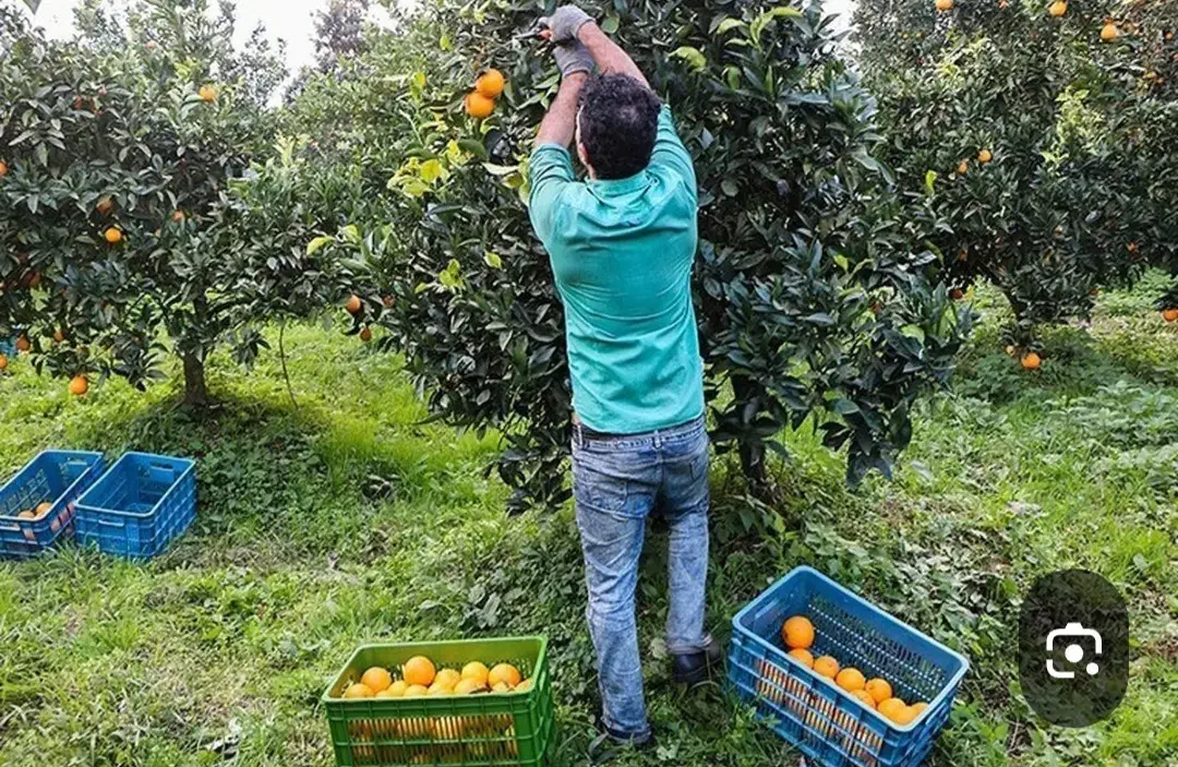 کارگر باغ|خدمات باغبانی و درختکاری|صوفیان, |دیوار