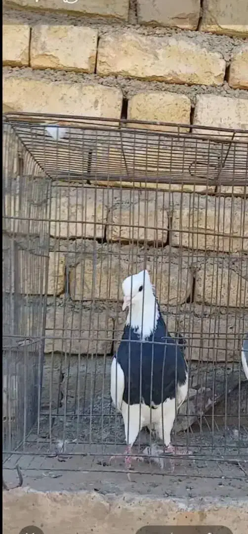 طوقی|پرنده|پیر بکران, |دیوار