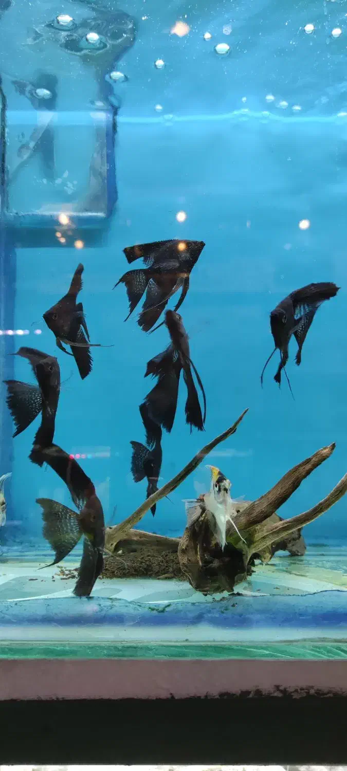 ماهی آنجل و گورامی|ماهی|شیراز, شهرک سراج‎|دیوار