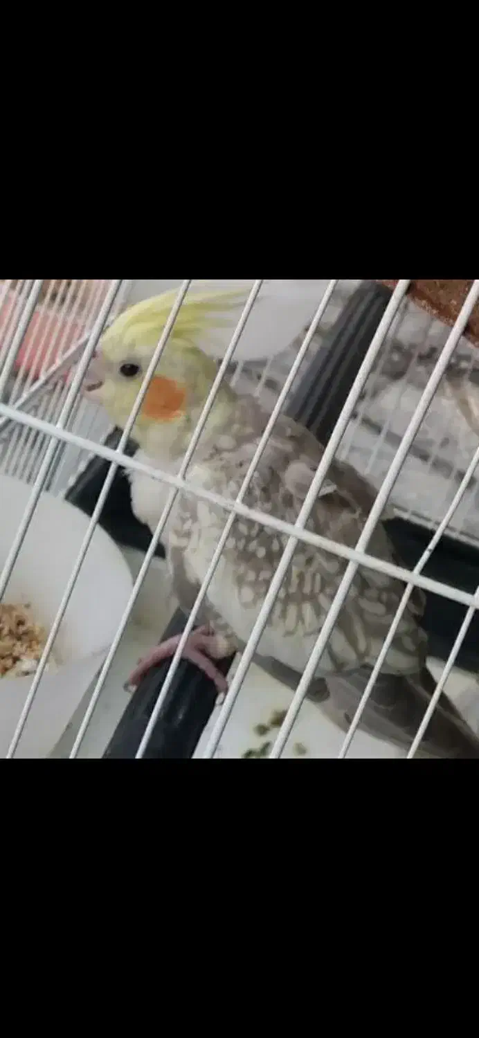 گمشده|حیوانات|بروجرد, |دیوار