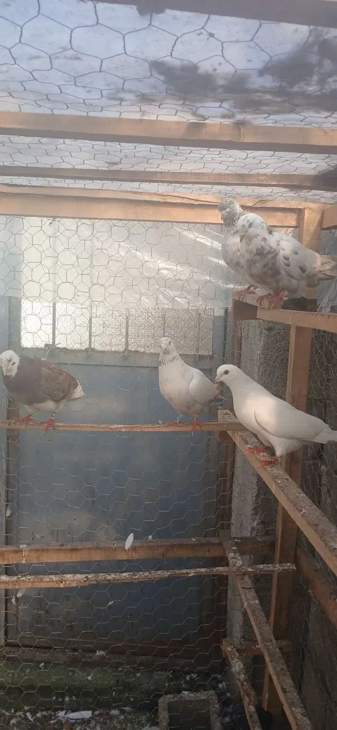 کبوترای پرشی تیر ماه|پرنده|فومن, |دیوار