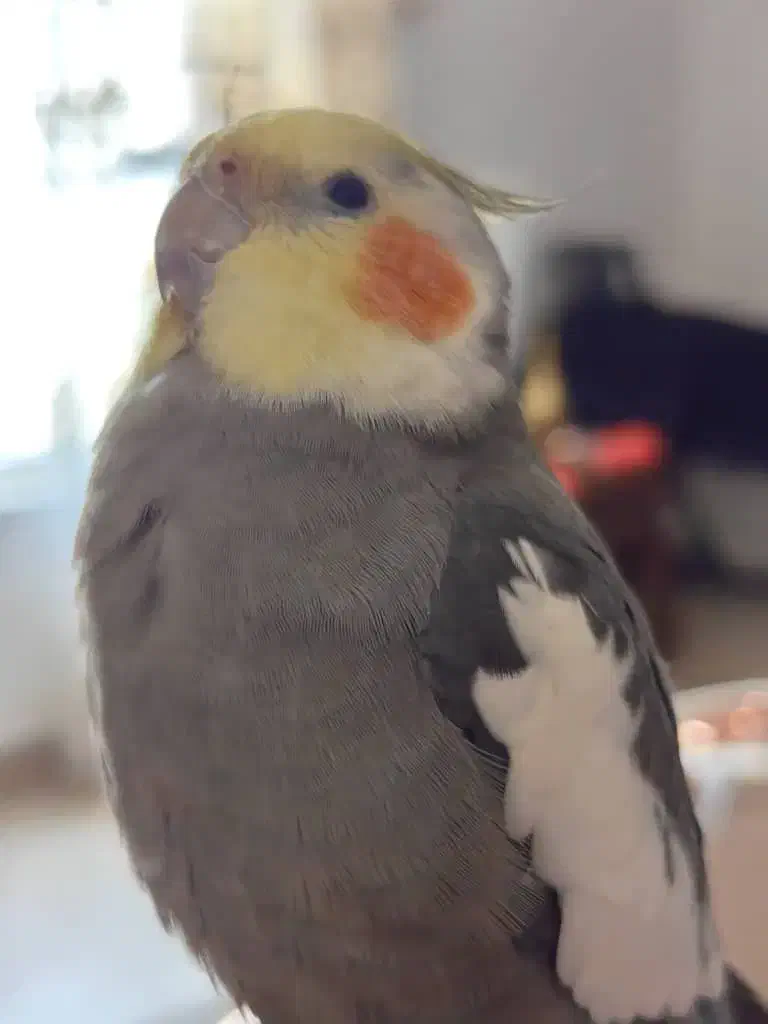 عروس هلندی گمشده|حیوانات|بندر انزلی, تهران|دیوار