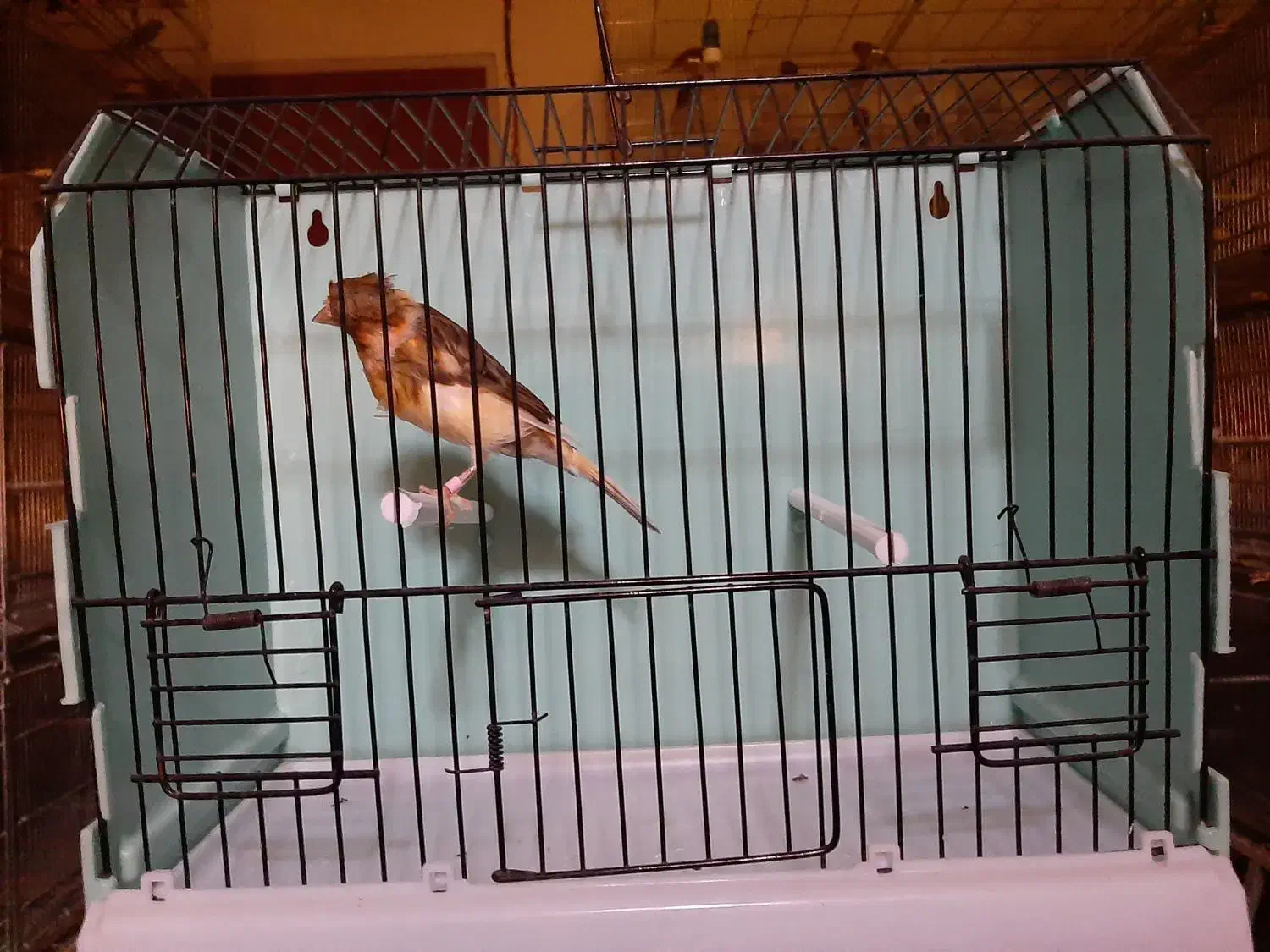 قناری ماده|پرنده|رودهن, |دیوار