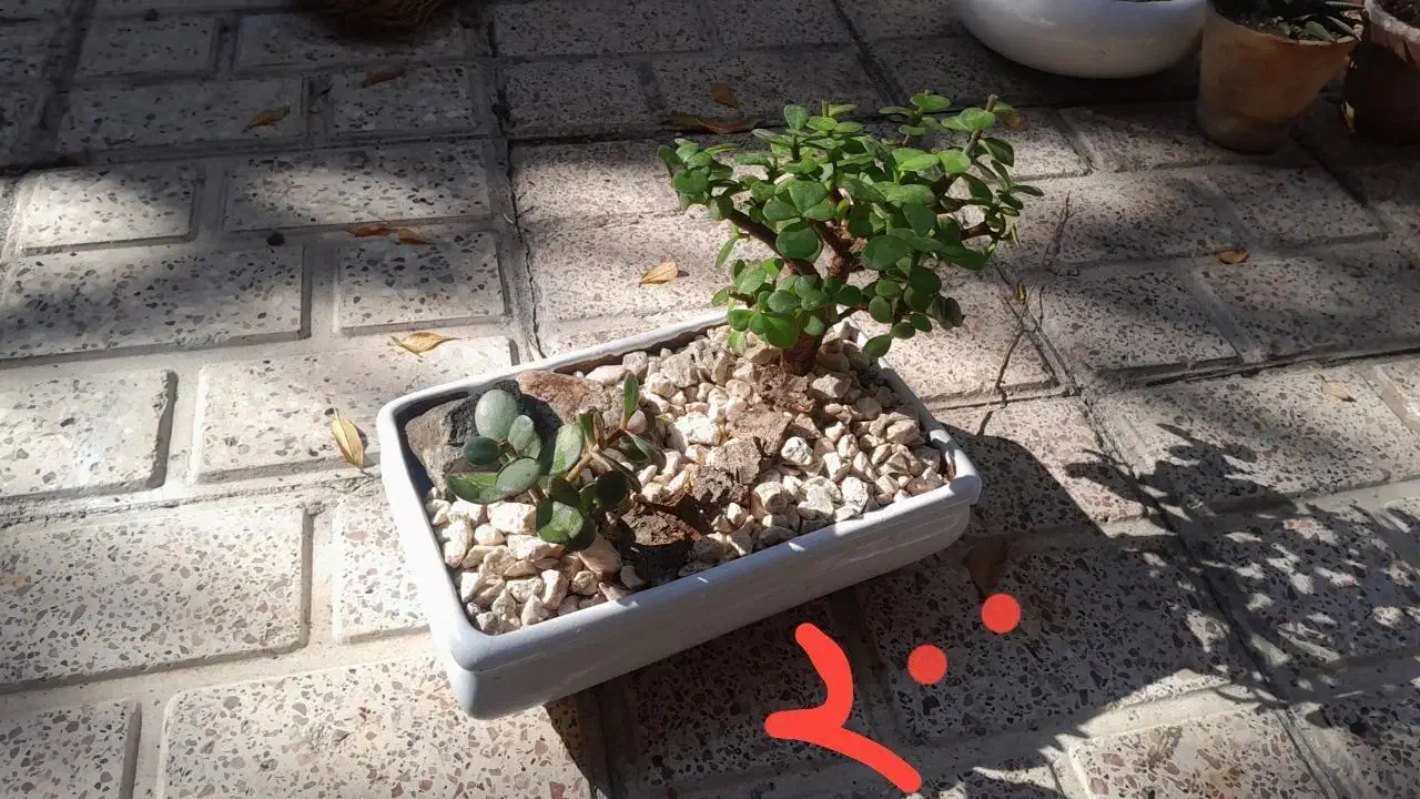 گل و گیاه|گل و گیاه طبیعی|مشهد, عسگریه|دیوار