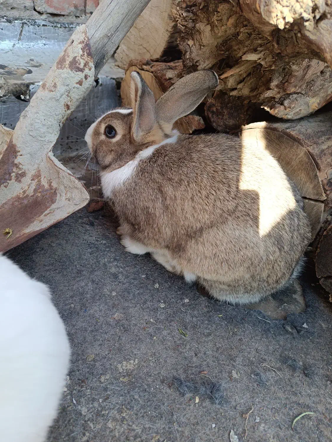 خرگوش|موش و خرگوش|مهاباد (آذربایجان غربی), |دیوار