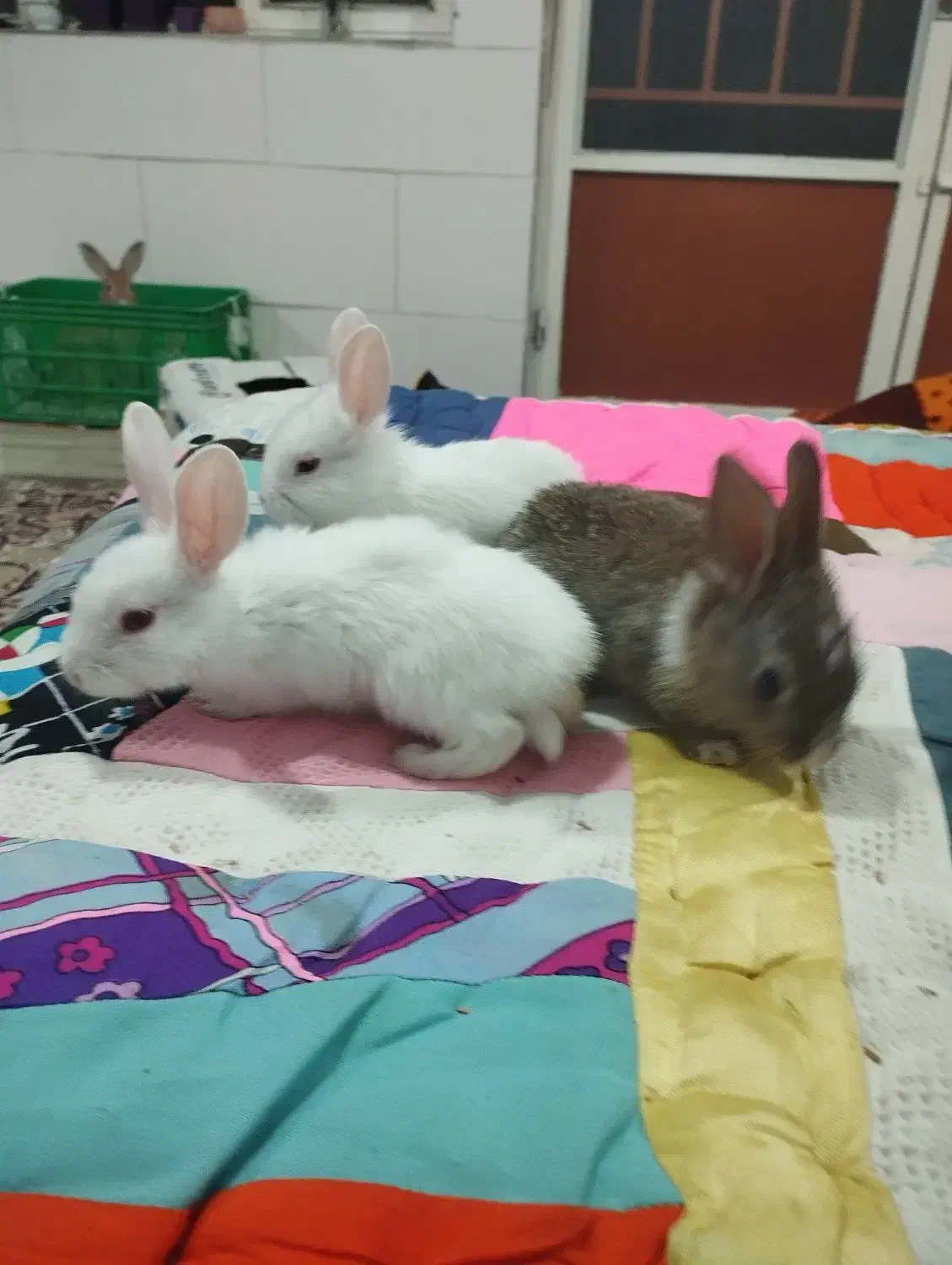 خرگوش خانگی لوپی|موش و خرگوش|کاشمر, |دیوار