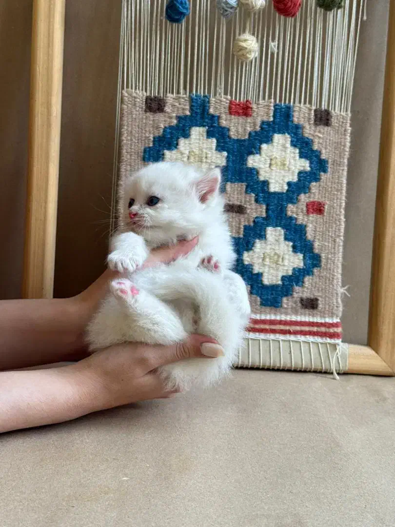 واگذاری گربه پرشین|گربه|یزد, |دیوار