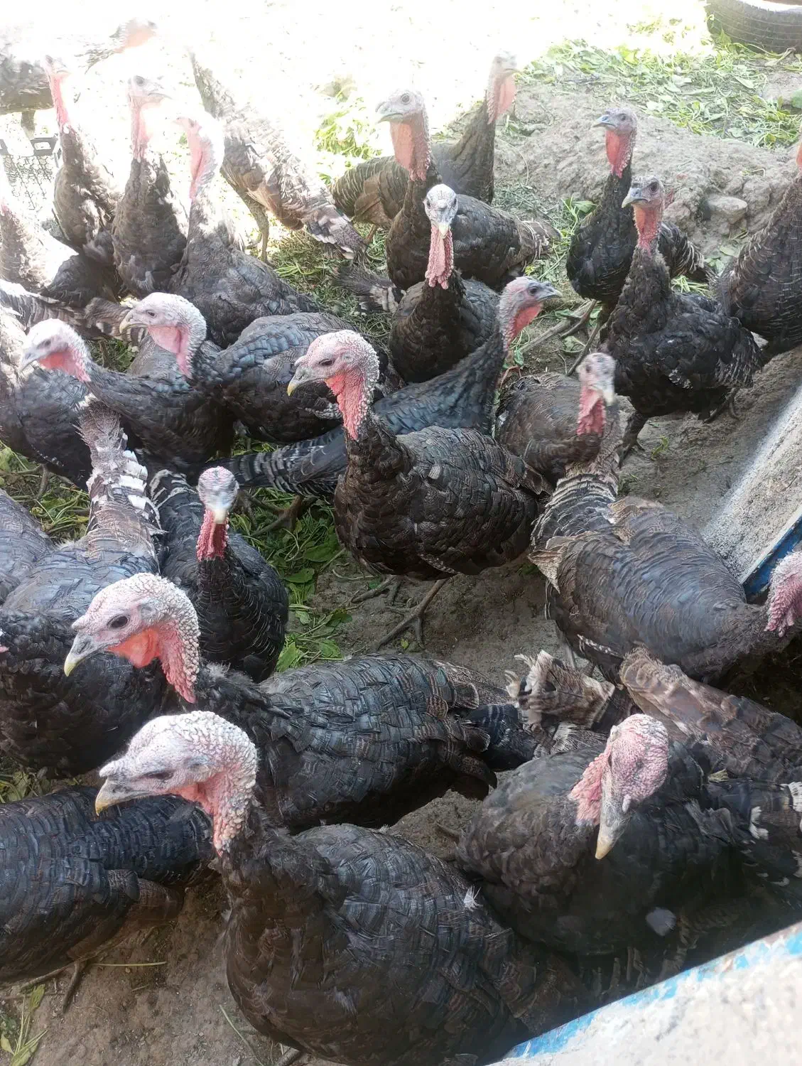 بوغلمون برنز انگلیسی|حیوانات مزرعه|بروجرد, |دیوار