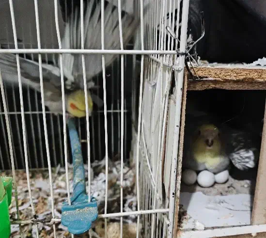 عروس هلندی با تخم و جوجه|پرنده|مشهد, کشف|دیوار