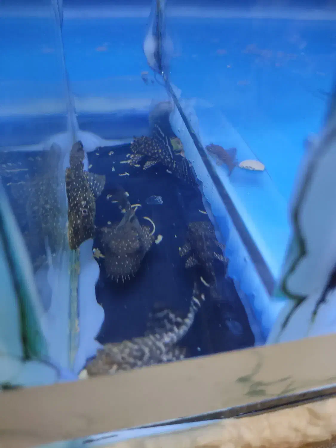 لجن خوار|ماهی|زابل, |دیوار