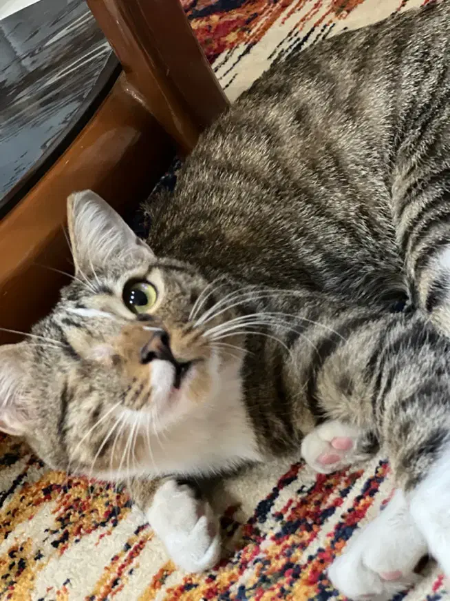 واگذاری گربه dsh ماده حمایتی|گربه|تهران, نارمک|دیوار