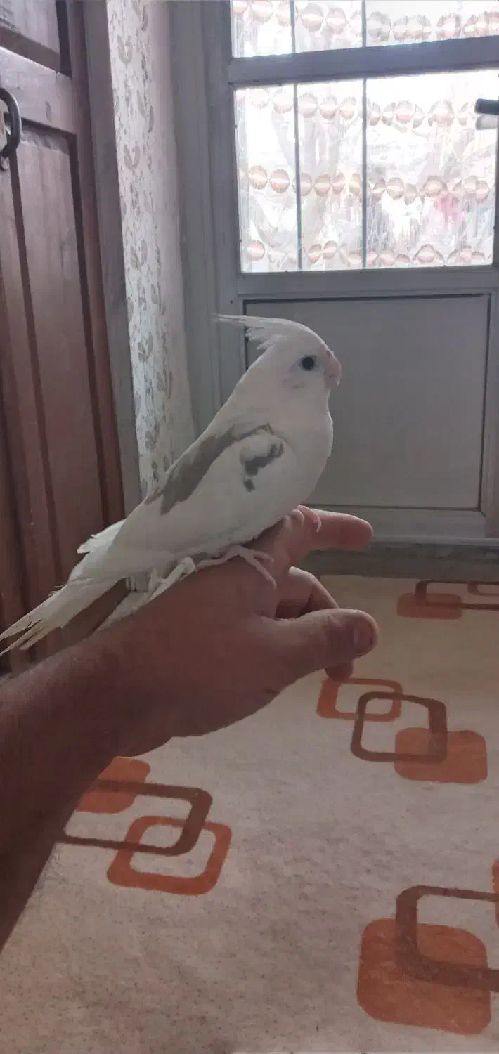 عروس هلندی دستی|پرنده|بجنورد, |دیوار