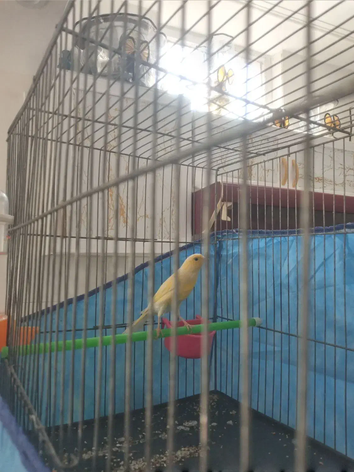 قناری دو عدد مست مست|پرنده|بروجرد, |دیوار