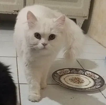 گربم گم شده|گربه|اسفراین, |دیوار