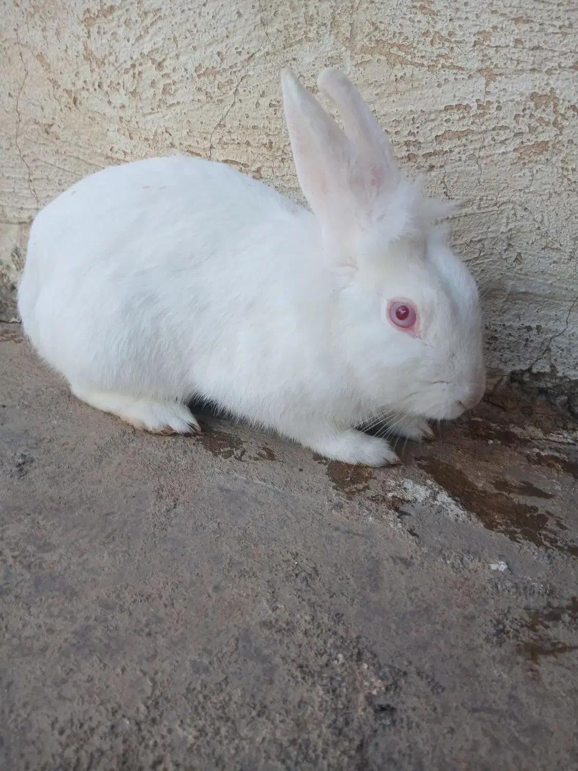 خرگوش سفید چشم شرابی|موش و خرگوش|مسجد سلیمان, |دیوار