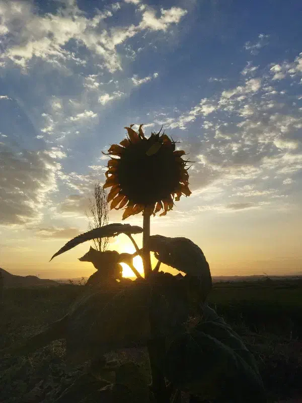 ایده. تولیدی درامد زایی تجربه خانم یا اقا|فعالیت داوطلبانه|میانه, |دیوار