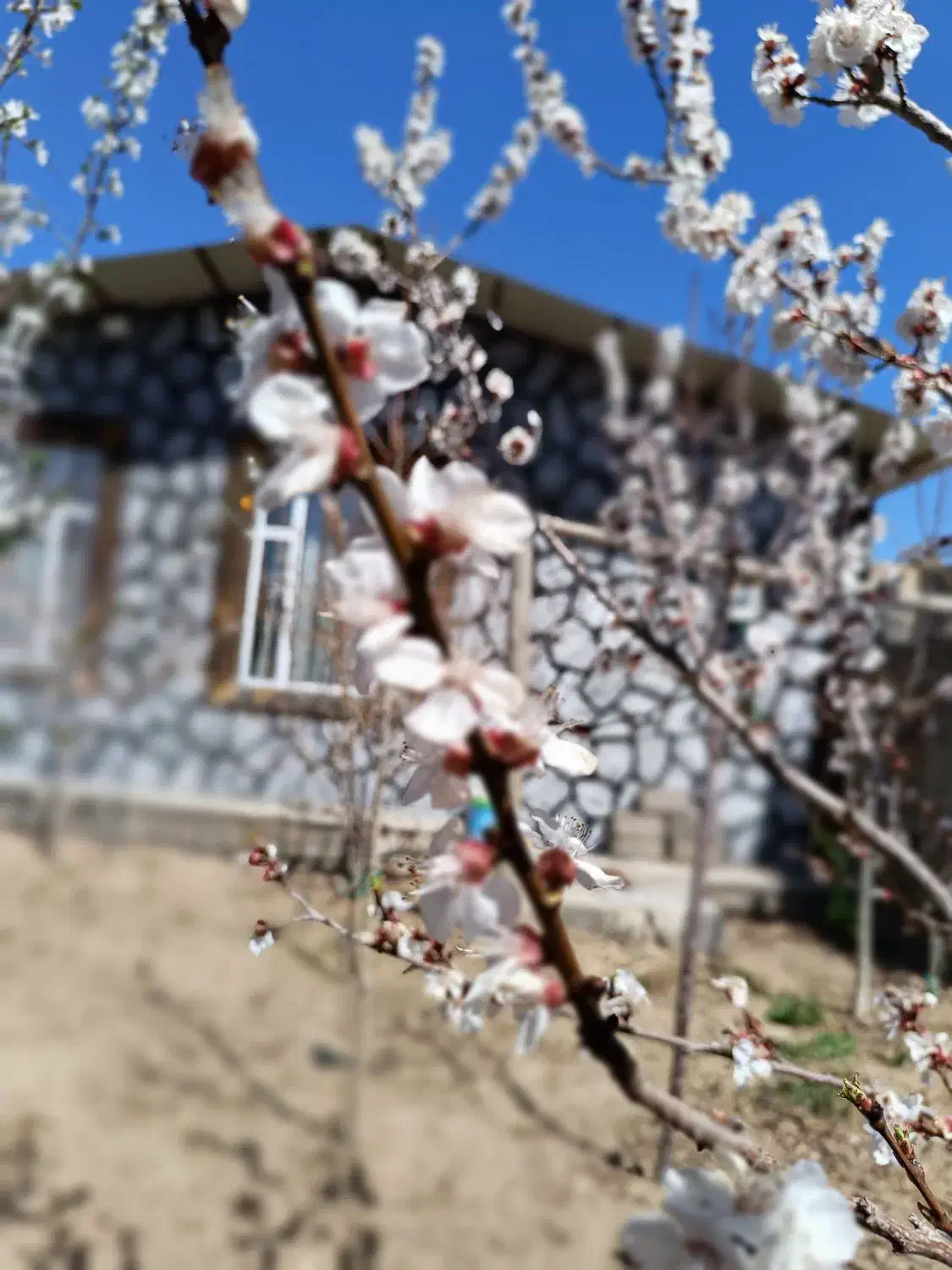 اجاره خانه باغ|اجارهٔ کوتاه‌مدت ویلا و باغ|یزد, |دیوار