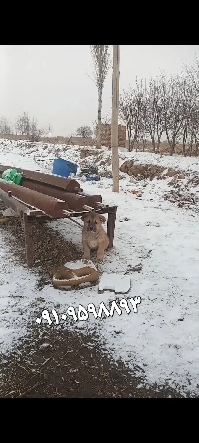 توله الابای نر|سگ|اسفرورین, |دیوار