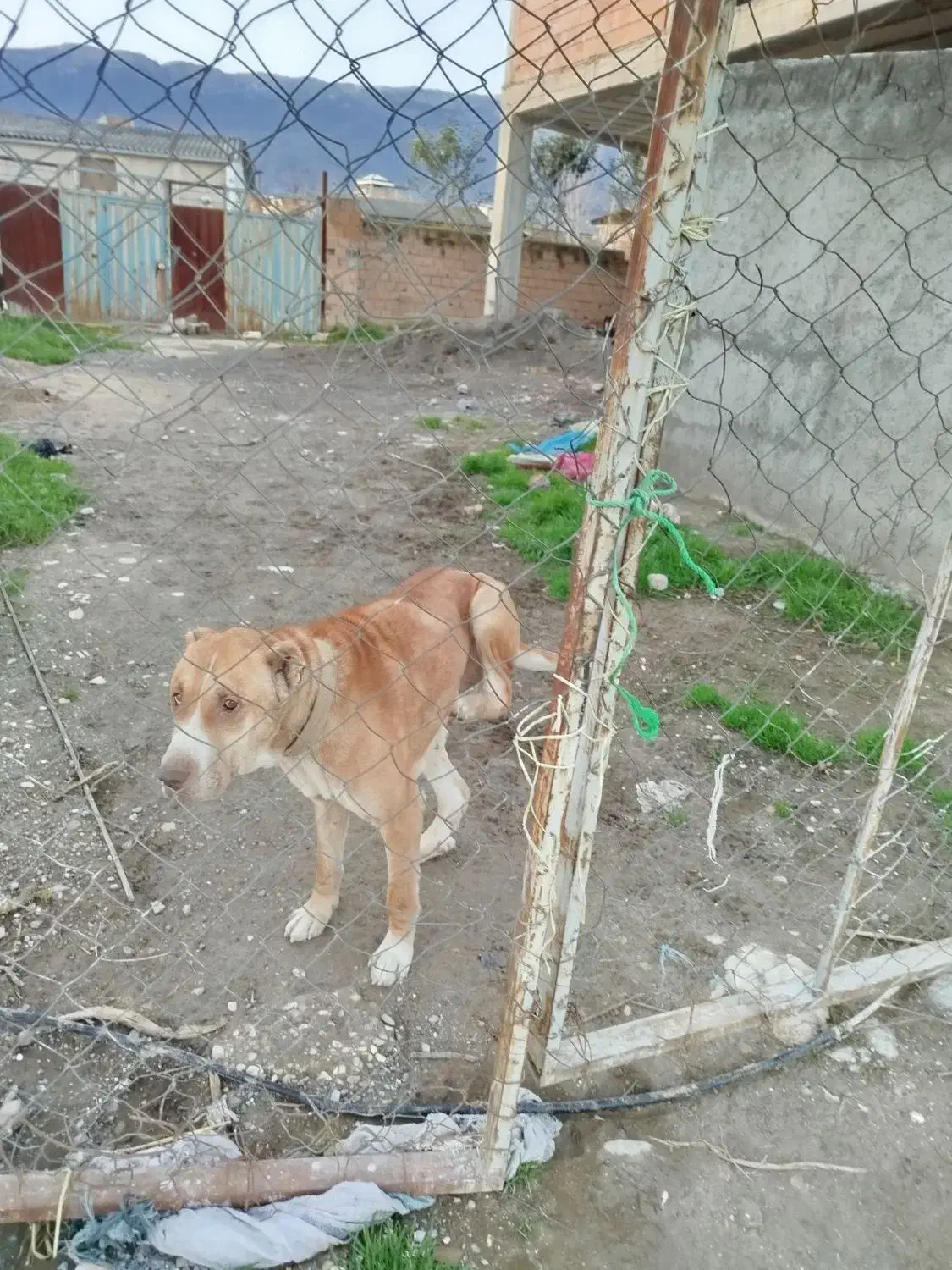 واگذاری سگ|سگ|گرگان, |دیوار