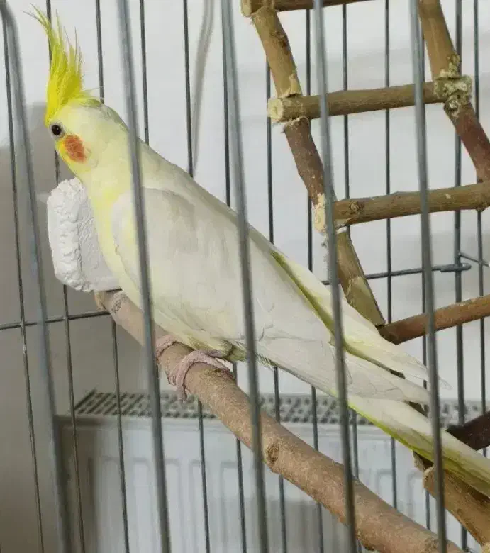 عروس هلندی چند بار کار داده با هشتا تخم|پرنده|شیرگاه, |دیوار