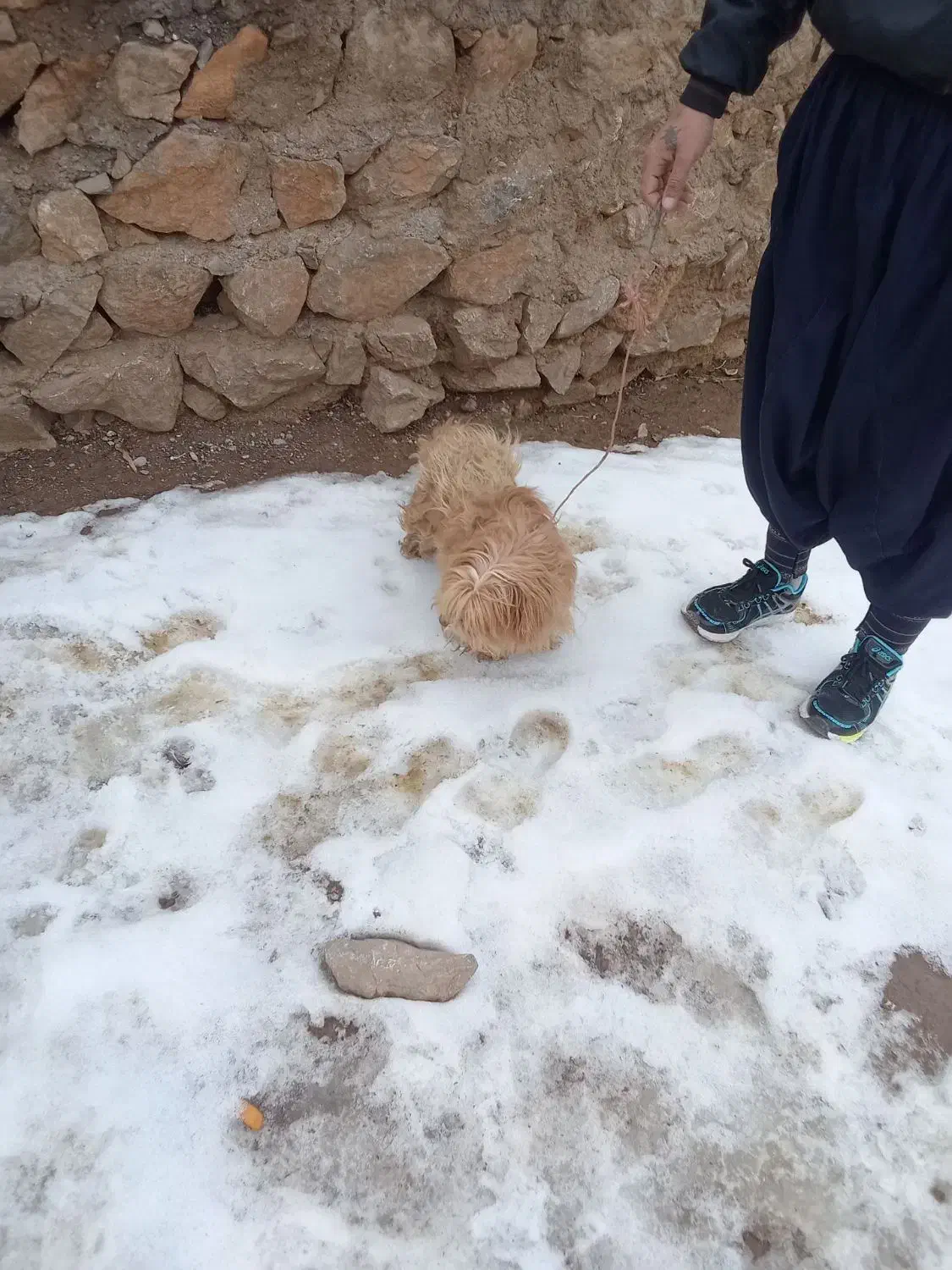 سگ شیتزو|سگ|خرم‌آباد, |دیوار