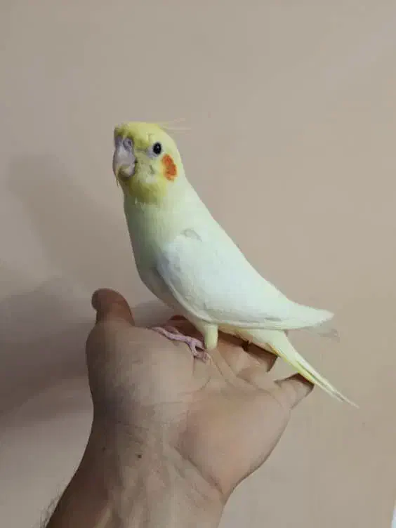 جوجه نرمه خور لوتینو|پرنده|شیراز, شهرک گلستان|دیوار