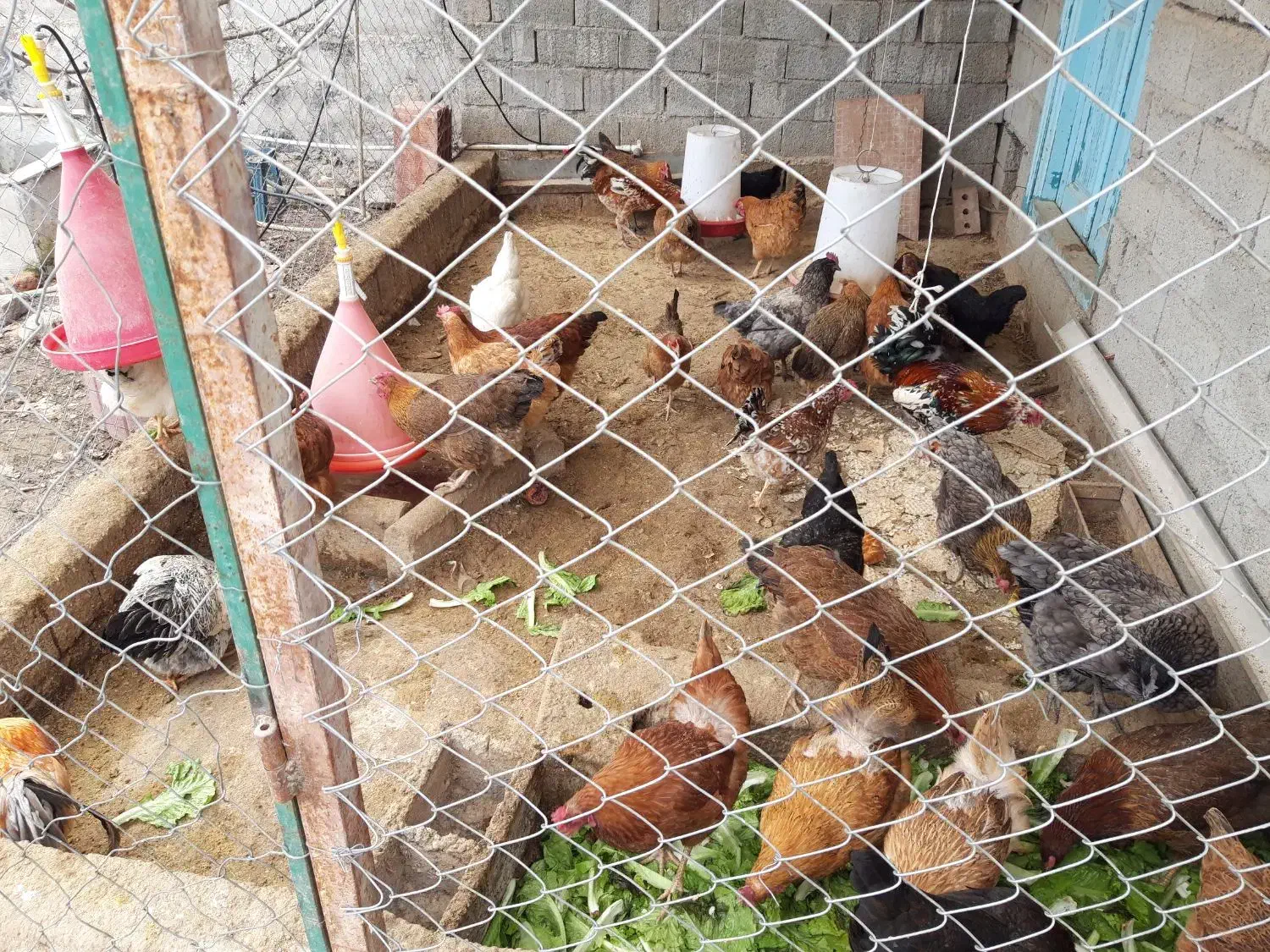 تخم مرغ نطفه دار|حیوانات مزرعه|اردبیل, |دیوار