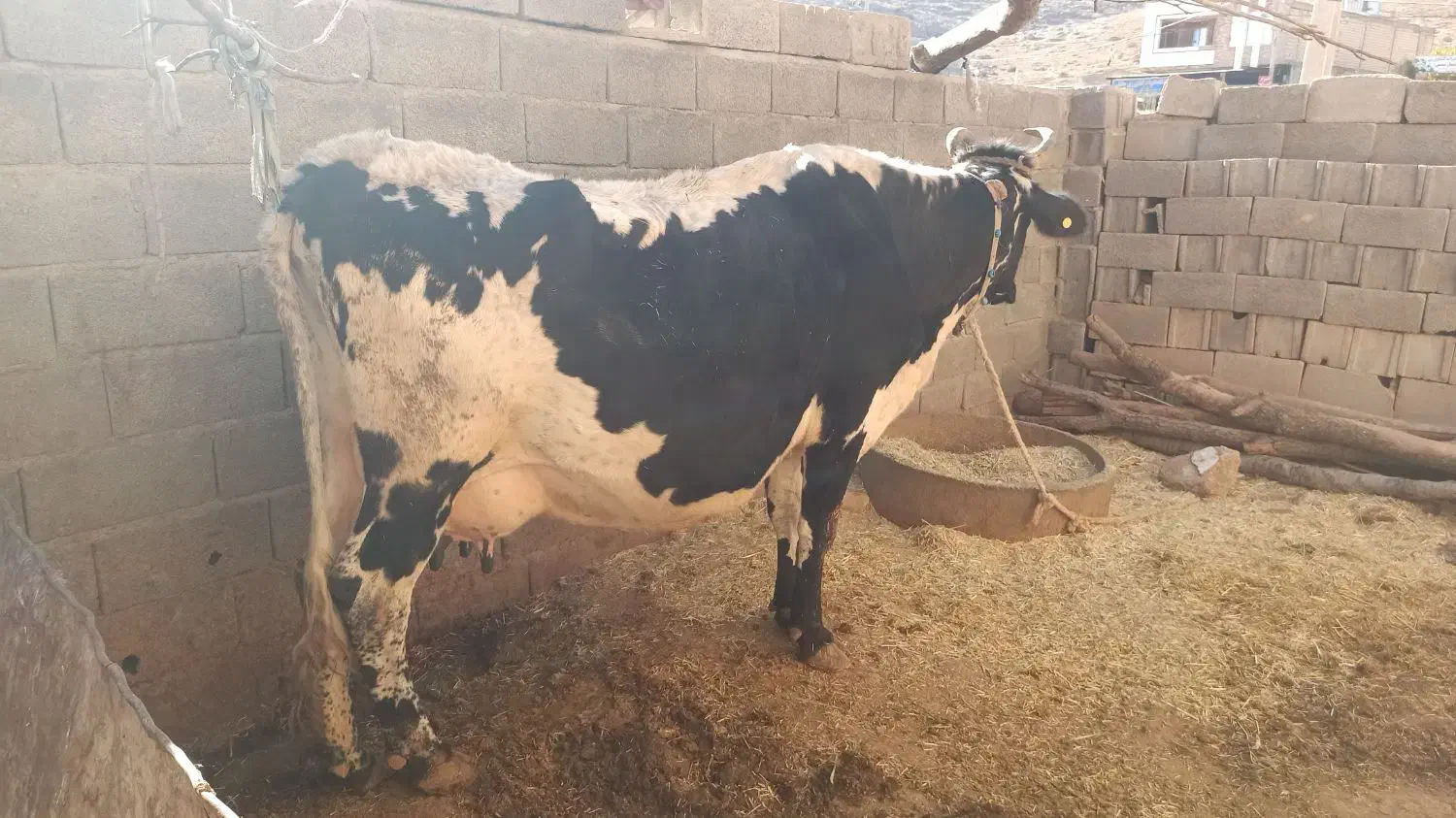 گاو|حیوانات مزرعه|خانمیرزا, |دیوار