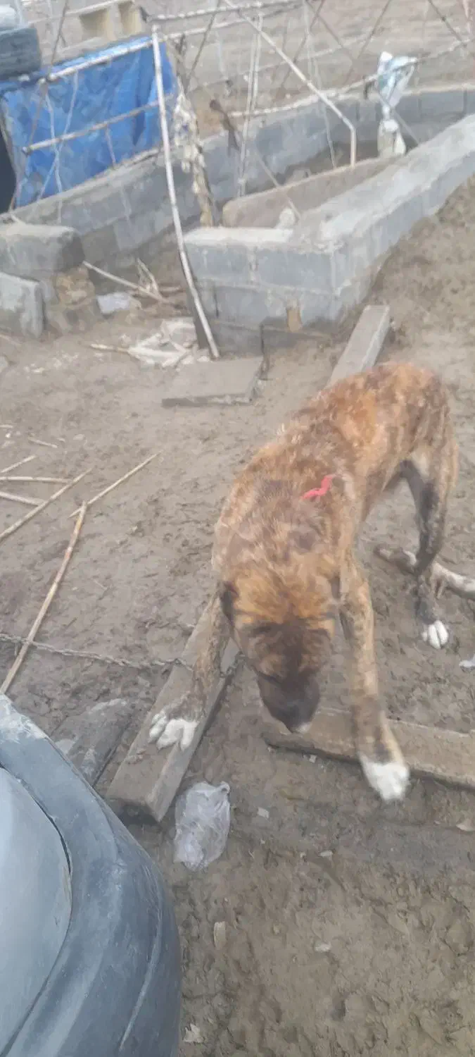 سگ نر اماده|سگ|شیروان (خراسان), |دیوار