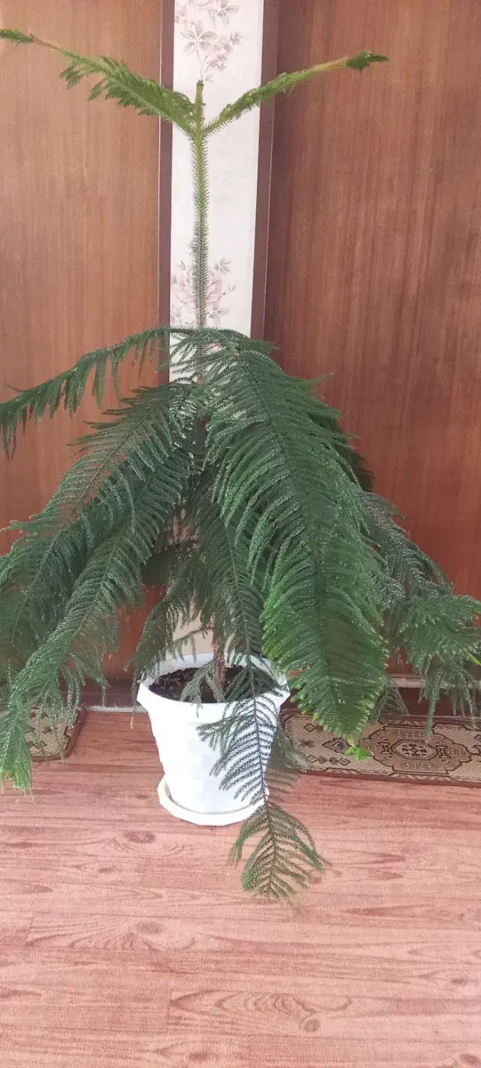 گل طبیعی|گل و گیاه طبیعی|شاهین دژ, |دیوار