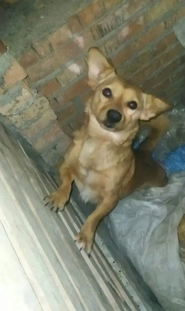 سگ پا کوتاه نر|سگ|دلند, |دیوار