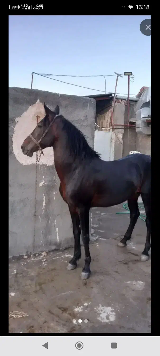 اسب نریون تاختی|اسب و تجهیزات اسبسواری|نیشابور, شهرک اردسمان|دیوار